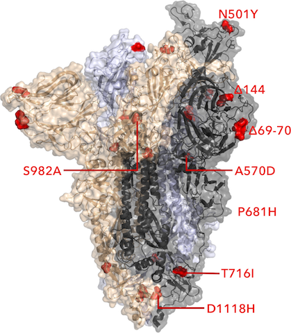 B.1.1.7 spike structure with mutations