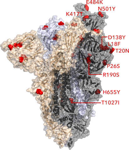 P.1 spike structure with mutations